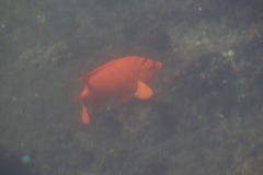 Hypsypops rubicundus