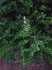 Buxus sempervirens