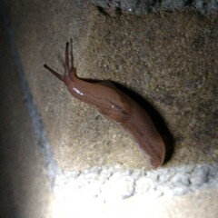 Ambigolimax valentianus
