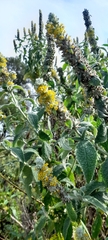 Buddleja stachyoides