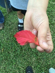 Parthenocissus quinquefolia