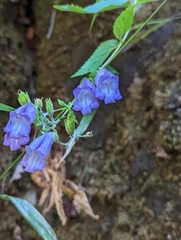 Nothochelone nemorosa