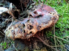 Pseudoinonotus dryadeus