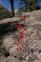Ipomopsis aggregata aggregata