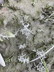 Crassula aquatica