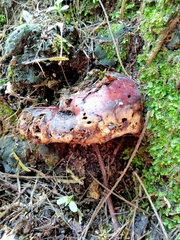 Pseudoinonotus dryadeus