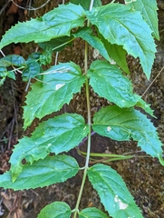 Nothochelone nemorosa