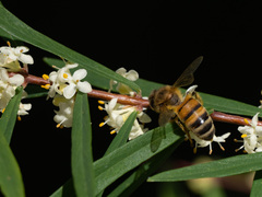 Pimelea axiflora axiflora