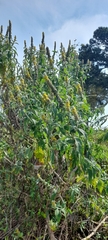 Buddleja stachyoides