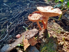 Collybiopsis villosipes
