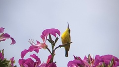 Cinnyris jugularis frenatus