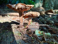 Collybiopsis villosipes