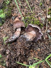 Cortinarius camphoratus