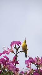 Cinnyris jugularis frenatus