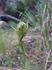 Pterostylis curta
