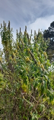 Buddleja stachyoides