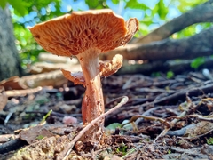 Collybiopsis villosipes
