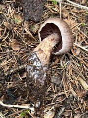 Cortinarius camphoratus