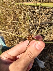 Cyperus capitatus