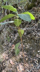 Arbutus menziesii
