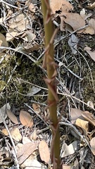 Arbutus menziesii
