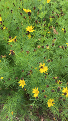 Coreopsis verticillata