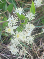 Clematis vitalba