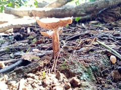 Collybiopsis villosipes