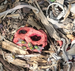 Clathrus ruber