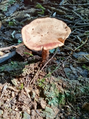 Collybiopsis villosipes