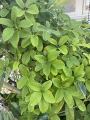 Akebia