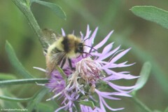 Bombus centralis