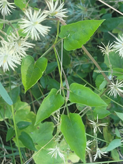 Clematis vitalba