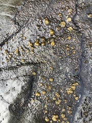 Protoblastenia rupestris