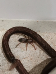 Scotophaeus blackwalli