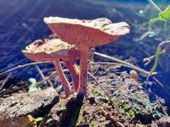 Collybiopsis villosipes