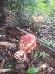 Amanita muscaria flavivolvata