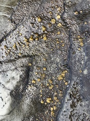 Protoblastenia rupestris