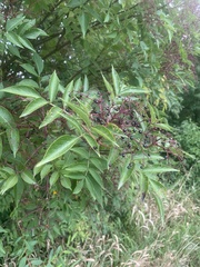Sambucus canadensis