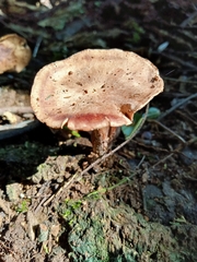 Collybiopsis villosipes