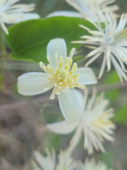 Clematis vitalba