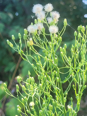 Erigeron canadensis