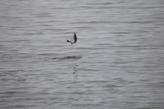 Oncorhynchus gorbuscha