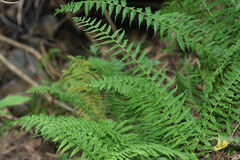 Homalosorus pycnocarpos