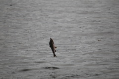 Oncorhynchus gorbuscha