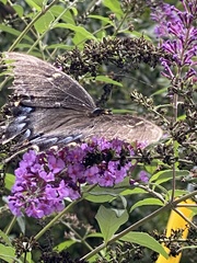 Papilio glaucus