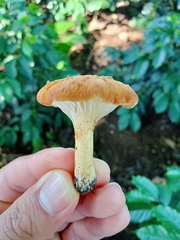 Amethystini