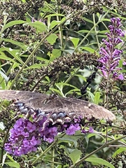 Papilio glaucus