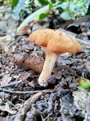Amethystini