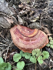 Ganoderma sessile